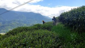仁愛鄉高峰茶園