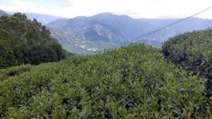 仁愛鄉高峰茶園