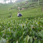 太和 春茶 青心烏龍