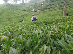 太和 春茶 青心烏龍
