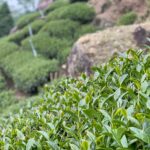 太和 春茶 青心烏龍