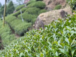 太和 春茶 青心烏龍