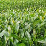 太和 春茶 青心烏龍