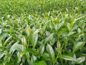 太和 春茶 青心烏龍