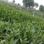 太和 春茶 青心烏龍