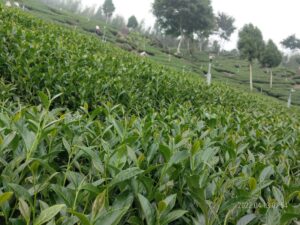 太和 春茶 青心烏龍