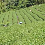 竹山 青心烏龍 春茶