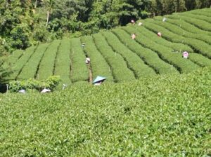 竹山 青心烏龍 春茶