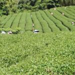 竹山 青心烏龍 春茶