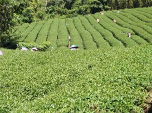 竹山 青心烏龍 春茶