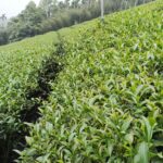 竹山 青心烏龍 春茶