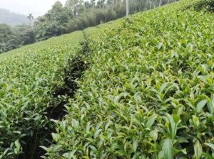 竹山 青心烏龍 春茶