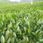 太和 春茶 青心烏龍