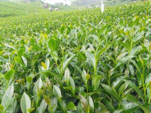 太和 春茶 青心烏龍