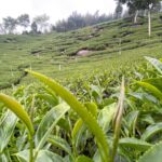 太和 春茶 青心烏龍