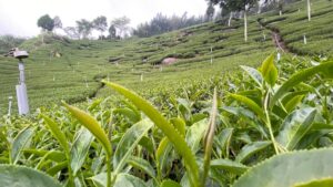 太和 春茶 青心烏龍