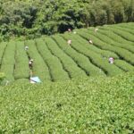 竹山 青心烏龍 春茶