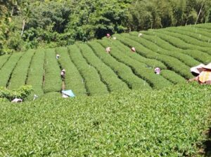 竹山 青心烏龍 春茶
