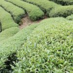 竹山 青心烏龍 春茶