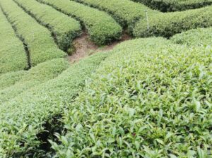 竹山 青心烏龍 春茶