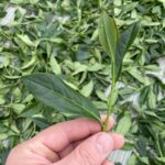 杉林溪 青心烏龍 春茶