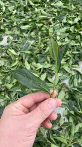 杉林溪 青心烏龍 春茶