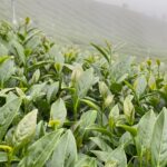 杉林溪 青心烏龍 春茶