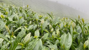 杉林溪 青心烏龍 春茶