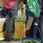 杉林溪 青心烏龍 春茶