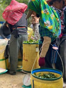 杉林溪 青心烏龍 春茶