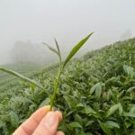 杉林溪 青心烏龍 春茶