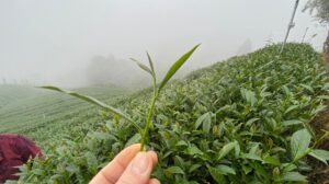 杉林溪 青心烏龍 春茶