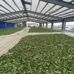 杉林溪 青心烏龍 春茶