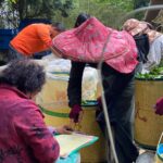 杉林溪 青心烏龍 春茶