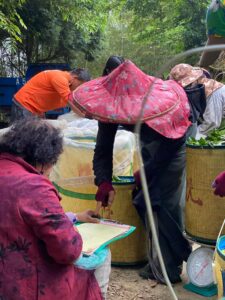 杉林溪 青心烏龍 春茶