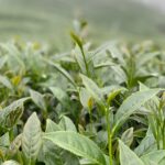 杉林溪 青心烏龍 春茶