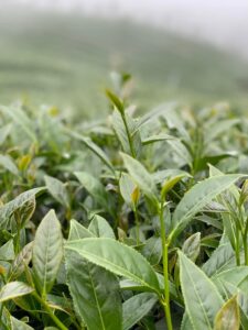 杉林溪 青心烏龍 春茶