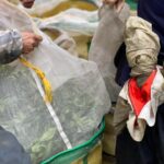 杉林溪 青心烏龍 春茶