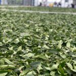 杉林溪 青心烏龍 春茶