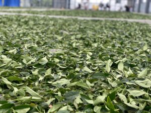 杉林溪 青心烏龍 春茶