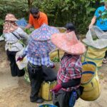 杉林溪 青心烏龍 春茶