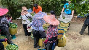 杉林溪 青心烏龍 春茶