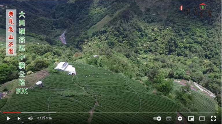 大禹嶺90K 茶園