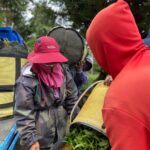 華崗 台灣第一等 水源頭 採茶