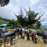 華崗 台灣第一等 水源頭 採茶