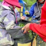 華崗 台灣第一等 水源頭 採茶