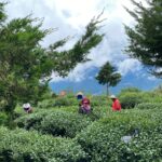 華崗 台灣第一等 水源頭 採茶