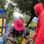 華崗 台灣第一等 水源頭 採茶