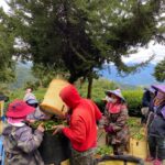 華崗 台灣第一等 水源頭 採茶