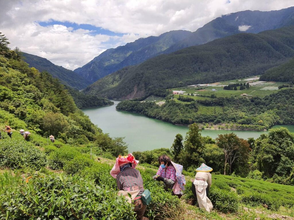 梨山採茶